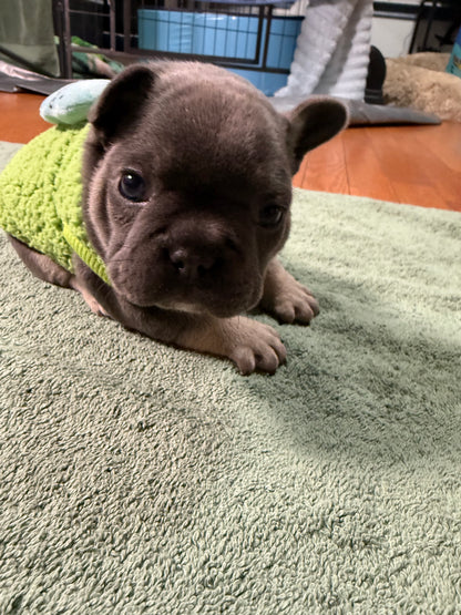 Ollie